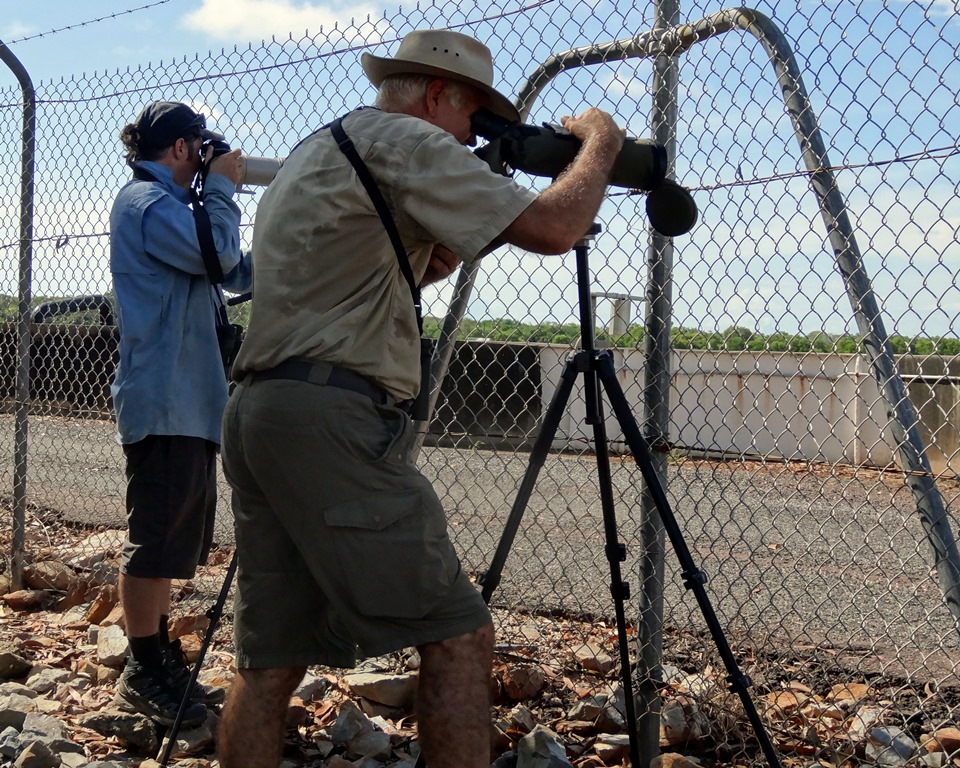 Peter Kyne and Mike Jarvis, looking at a White Wagtail which is a rare vagrant to Australia. Photo taken by no other than John Weigel who had flown up to Darwin especially to see this bird, to add it to his '2014 Big Year'.